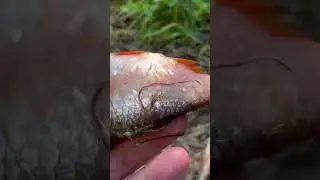 Кто клевал на живца???
