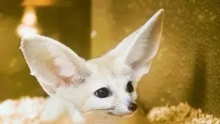 Забавные факты о лисичке Фенек