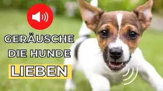 geräusche für hunde 🐶 lieblingsgeräusche von hunden