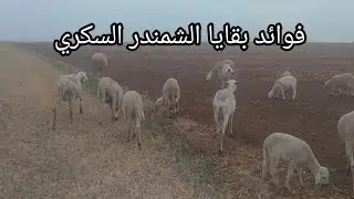 أسرار تغذية الأغنام: كيف تستفيد من بقايا الشمندر والفرصة وسرحة الصباح