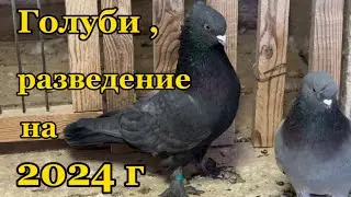 Голуби,разведение на 2024 г