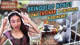 COMO FAZER AS CALOPSITAS PERDEREM O MEDO DE BRINQUEDOS!