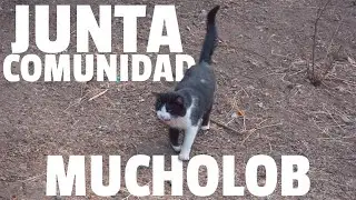 Junta Comunidad MuchoLob 