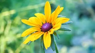 Container Gardening with Native Plants