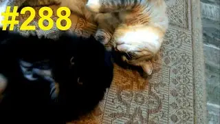Коты держат строй (как могут)