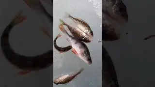 Рыбалка в Карабашском водохранилище