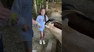 Мини зоопарк лапки в олимпийской деревне в Сочи