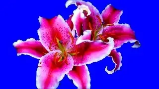 Real Flowers Blooming 1080p - Blue Screen Chroma Key