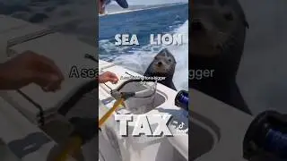 They Are Created To CONFISCATED YOUR BELONGINGS 🫵🏾 #ocean #seaanimals #sealions #robbery #tax