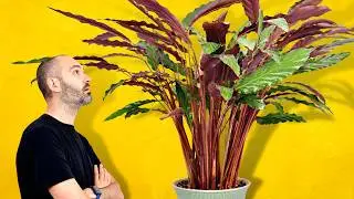 My Secret To Growing This MASSIVE Calathea