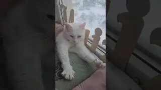 Мои! 