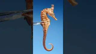 Male Seahorse vs Female Seahorse
