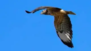 #buzzards skydance in flight