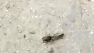 ебать какой то полурак полухуй
