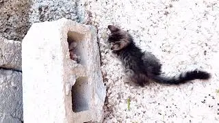 Super Cute Kitten Attack Video with song