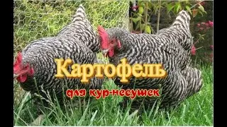 Картофель в мешанке для кур.