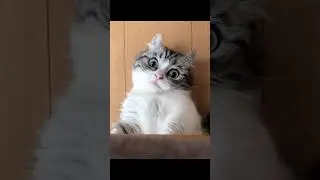комару удивляется потому что ты ещё не подписался 
