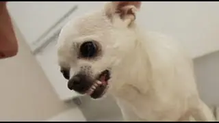 Evil Chihuahua HATES ME!!!