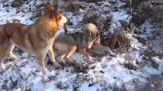 последствия охоты на кабана с собаками