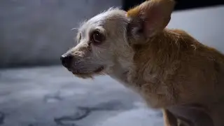 HOVER FS - Quiero ser como tú (VIDEO OFICIAL)