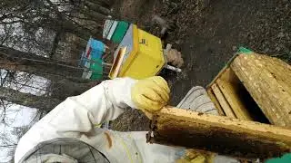 Обязательно смотреть! Первый весенний осмотр семьи после зимовки.
