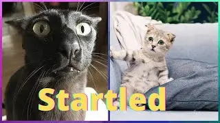 Best Cat Memes 😹 - Scared Cats 🙀 Compilation Part  6