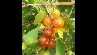 Саженцы золотистой смородины