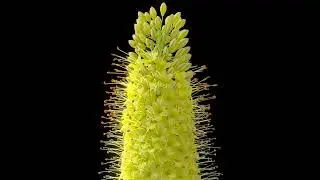 Blooming eremurus .HIP