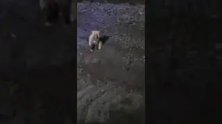 25.01.21г.Красавица лиса🦊 за вкусняшками пришла😊