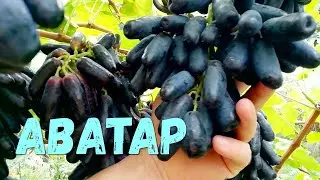 Виноград кишмиш Аватар 2022.