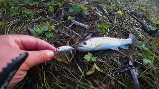 Kunja on a wobbler / Autumn fishing in Sakhalin 2022