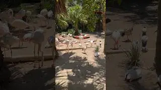 FLAMINGOS #nature #paradise #bird