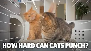How Hard Can Cats Punch? | Kittisaurus