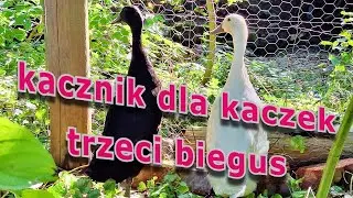Dom dla kaczek #kaczki #chicken #kurnik #biegusy
