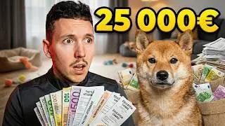 I calculated how much my Shiba Inu cost me… and it stings!