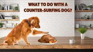 Prevent your dog from counter-surfing!