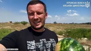 На Херсонщині почався збір кавунів