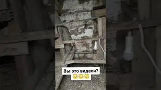 Вы это видели???😳😳😳 #блогер #животные #интересное