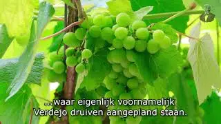 Monteabellon Verdejo, heerlijk bij asperges