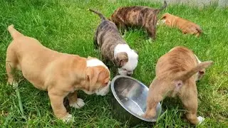 Yavru köpeklerin bahçe keyfi.