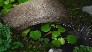 Making a Japanese Garden