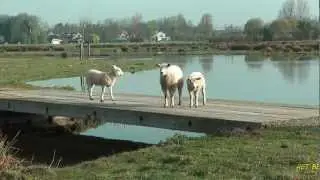 Polder Poelgeest HD 1080p Natural sounds!!