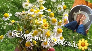Bunga Chamomile liar (wild chamomile flower)