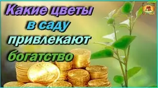 Вот какие РАСТЕНИЯ посаженные в саду ПРИВЛЕКАЮТ БОГАТСТВО Народные приметы для САДА и ОГОРОДА