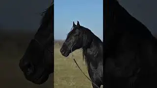 Аланы (Карачаево Балкарцы). Общая информация про самоназвание Карачаево Балкарского народа.