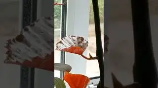 Ворона ест кошачий корм