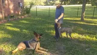 Central Florida Dog Training in Deland, Florida
