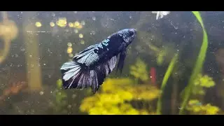 12 Gallon Fluval Edge rebuilt from scratch 4K update