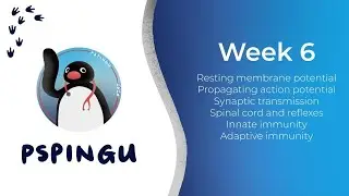 Sem 1 Week 6 Content (Part 2)