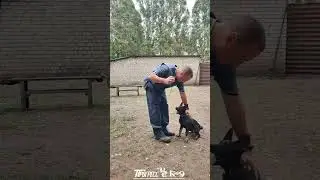 Щенок немецкой овчарки. Shepherd puppy. #puppydog #shepherddog #shepherd #dog #gsdpuppy #gsd